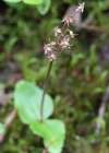 Einzelbild 1 Kleines Zweiblatt - Listera cordata