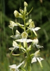 Einzelbild 3 Grünliches Breitkölbchen - Platanthera chlorantha