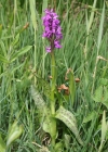 Einzelbild 2 Breitblättrige Fingerwurz - Dactylorhiza majalis