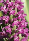 Einzelbild 3 Breitblättrige Fingerwurz - Dactylorhiza majalis