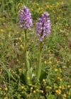 Einzelbild 2 Helm-Knabenkraut - Orchis militaris