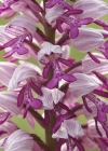 Einzelbild 3 Helm-Knabenkraut - Orchis militaris