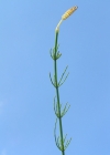 Einzelbild 1 Sumpf-Schachtelhalm - Equisetum palustre