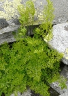 Einzelbild 1 Krauser Rollfarn - Cryptogramma crispa