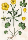 Einzelbild 3 Gold-Hahnenfuss - Ranunculus auricomus aggr.