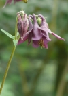Einzelbild 2 Dunkle Akelei - Aquilegia atrata