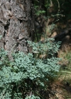 Einzelbild 3 Kleine Wiesenraute - Thalictrum minus