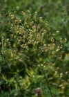Einzelbild 4 Kleine Wiesenraute - Thalictrum minus