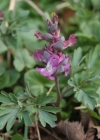 Einzelbild 1 Hohlknolliger Lerchensporn - Corydalis cava