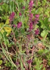 Einzelbild 2 Echter Erdrauch - Fumaria officinalis