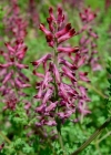 Einzelbild 3 Echter Erdrauch - Fumaria officinalis