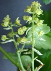 Einzelbild 2 Alpen-Johannisbeere - Ribes alpinum