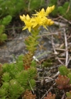 Einzelbild 1 Milder Mauerpfeffer - Sedum sexangulare