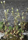 Einzelbild 2 Dreifingeriger Steinbrech - Saxifraga tridactylites