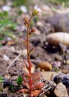 Einzelbild 3 Dreifingeriger Steinbrech - Saxifraga tridactylites