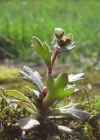 Einzelbild 1 Dreifingeriger Steinbrech - Saxifraga tridactylites