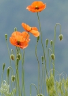 Einzelbild 3 Saat-Mohn - Papaver dubium