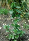 Einzelbild 2 Kleine Brennnessel - Urtica urens