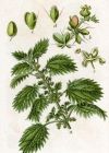 Einzelbild 4 Kleine Brennnessel - Urtica urens