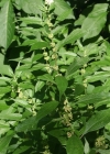 Einzelbild 1 Aufrechtes Glaskraut - Parietaria officinalis