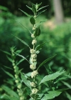 Einzelbild 2 Aufrechtes Glaskraut - Parietaria officinalis