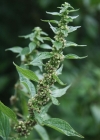 Einzelbild 3 Aufrechtes Glaskraut - Parietaria officinalis