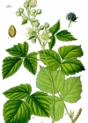 Einzelbild 2 Blaue Brombeere - Rubus caesius