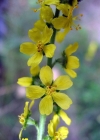 Einzelbild 3 Kleiner Odermennig - Agrimonia eupatoria