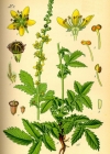 Einzelbild 4 Kleiner Odermennig - Agrimonia eupatoria