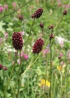 Einzelbild 1 Grosser Wiesenknopf - Sanguisorba officinalis
