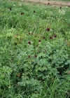 Einzelbild 2 Grosser Wiesenknopf - Sanguisorba officinalis