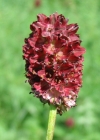 Einzelbild 4 Grosser Wiesenknopf - Sanguisorba officinalis
