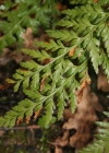 Einzelbild 2 Schwarzstieliger Streifenfarn - Asplenium adiantum-nigrum