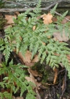 Einzelbild 1 Schwarzstieliger Streifenfarn - Asplenium adiantum-nigrum