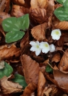 Einzelbild 2 Leberblümchen - Hepatica nobilis