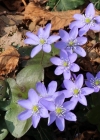 Einzelbild 3 Leberblümchen - Hepatica nobilis