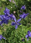 Einzelbild 3 Alpen-Akelei - Aquilegia alpina