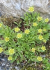Einzelbild 1 Séguiers Steinbrech - Saxifraga seguieri