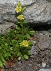 Einzelbild 2 Séguiers Steinbrech - Saxifraga seguieri