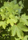 Einzelbild 3 Berg-Ahorn - Acer pseudoplatanus