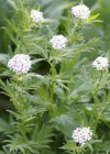 Einzelbild 2 Grossblättrige Schafgarbe - Achillea macrophylla