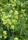 Einzelbild 3 Alpen-Frauenmantel - Alchemilla alpina aggr.