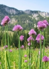 Einzelbild 1 Schnittlauch - Allium schoenoprasum