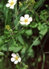 Einzelbild 1 Felsen-Fingerkraut - Potentilla rupestris