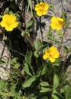 Einzelbild 1 Grossblütiges Fingerkraut - Potentilla grandiflora