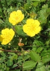 Einzelbild 4 Grossblütiges Fingerkraut - Potentilla grandiflora