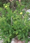 Einzelbild 2 Hohes Fingerkraut - Potentilla recta