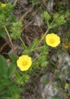 Einzelbild 1 Hohes Fingerkraut - Potentilla recta