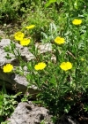 Einzelbild 3 Hohes Fingerkraut - Potentilla recta