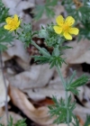 Einzelbild 1 Silber-Fingerkraut - Potentilla argentea